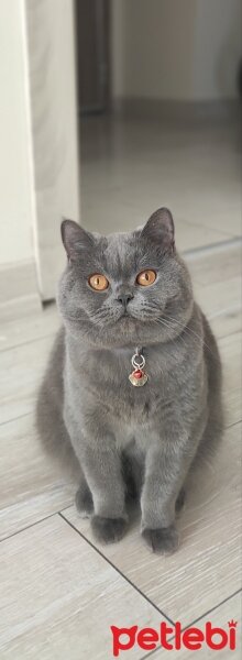 British Shorthair, Kedi  Mila fotoğrafı