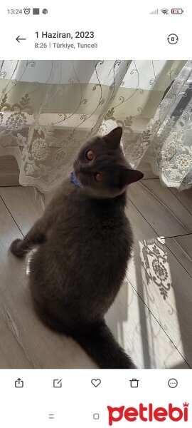 British Shorthair, Kedi  Mila fotoğrafı