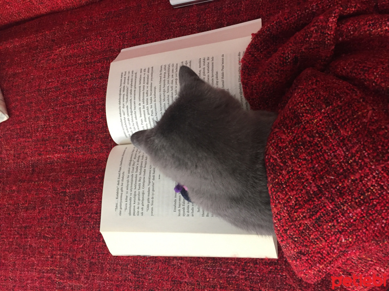 British Shorthair, Kedi  Reina fotoğrafı
