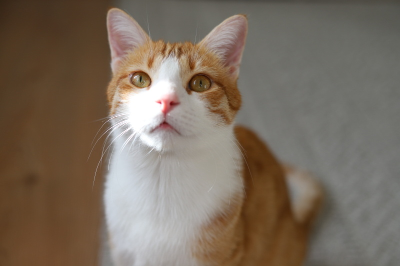 Tekir Kedi, Kedi  Simba fotoğrafı