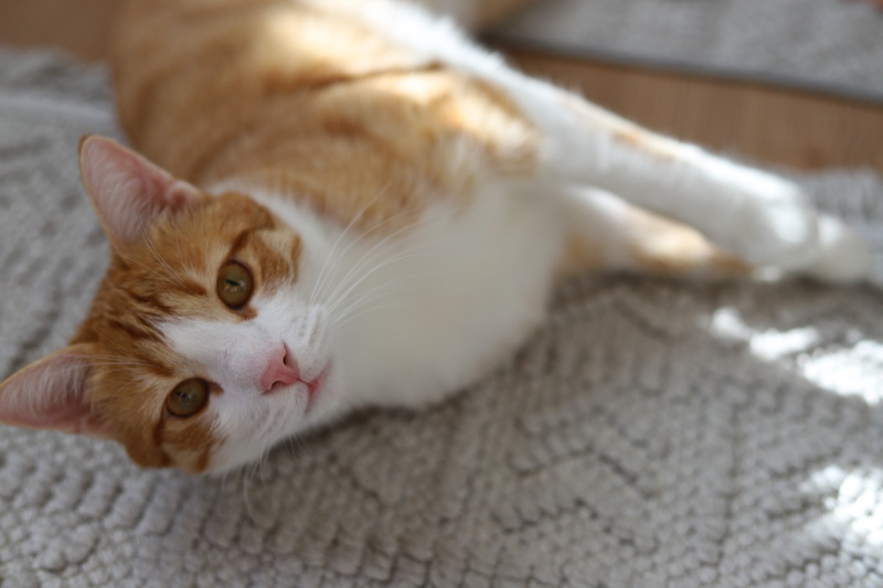Tekir Kedi, Kedi  Simba fotoğrafı