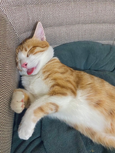 Tekir Kedi, Kedi  Simba fotoğrafı