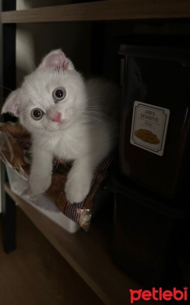 Scottish Fold, Kedi  KITIR OSMAN fotoğrafı