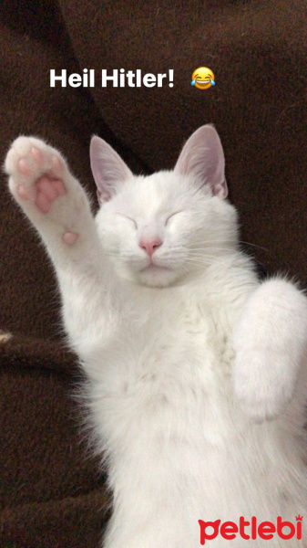 Ankara Kedisi, Kedi  Mia fotoğrafı