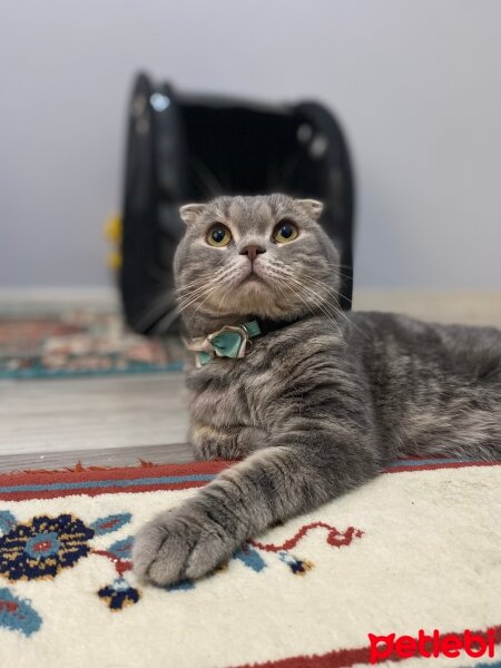 Scottish Fold, Kedi  Minnak fotoğrafı