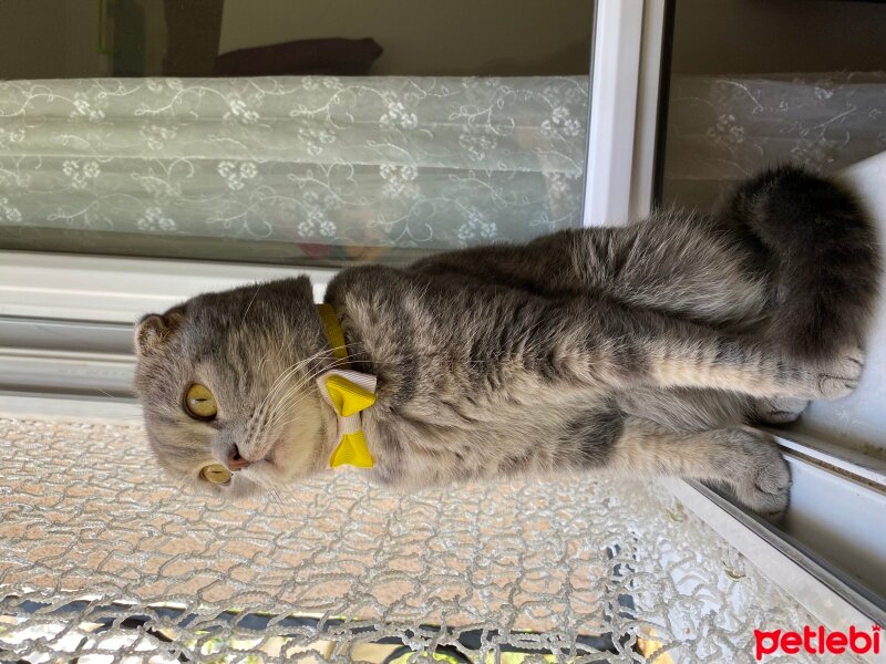 Scottish Fold, Kedi  Minnak fotoğrafı