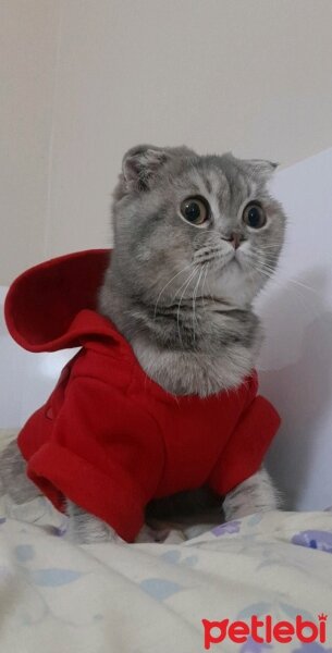 Scottish Fold, Kedi  Kumsal fotoğrafı