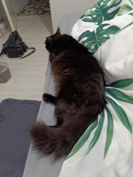 Tekir Kedi, Kedi  Mia fotoğrafı
