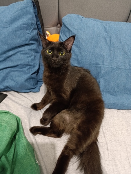 Tekir Kedi, Kedi  Mia fotoğrafı