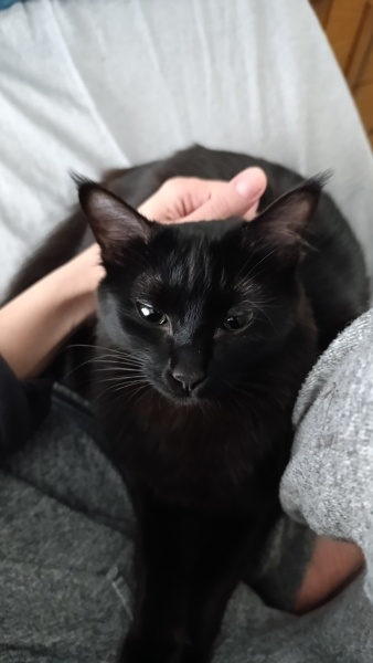 Tekir Kedi, Kedi  Mia fotoğrafı