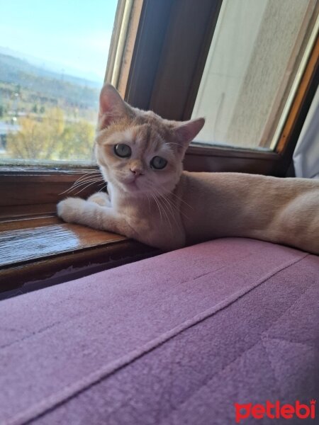 British Shorthair, Kedi  mırmır fotoğrafı