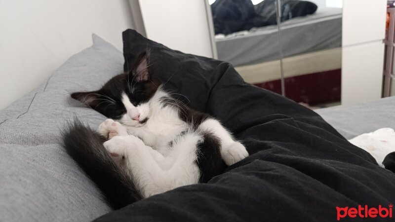 Tekir Kedi, Kedi  Loki fotoğrafı