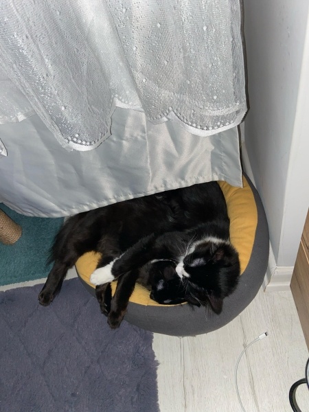 Tuxedo (Smokin) Kedi, Kedi  Loki fotoğrafı