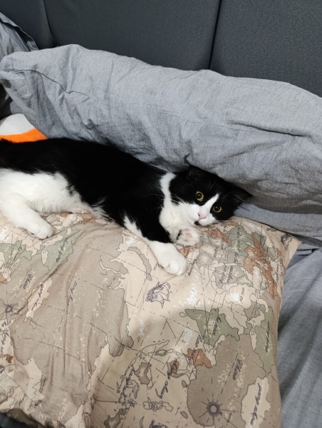 Tuxedo (Smokin) Kedi, Kedi  Loki fotoğrafı