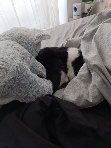 Tuxedo (Smokin) Kedi, Kedi  Loki fotoğrafı