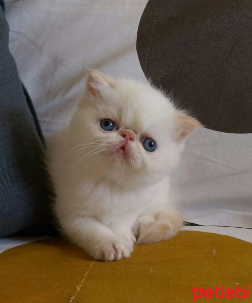 Exotic Shorthair, Kedi  Sümbül fotoğrafı