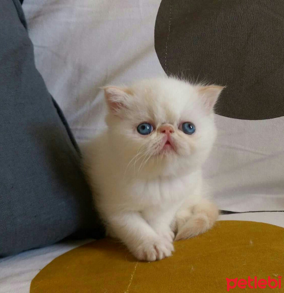 Exotic Shorthair, Kedi  Sümbül fotoğrafı