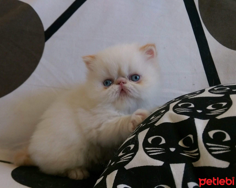 Exotic Shorthair, Kedi  Sümbül fotoğrafı