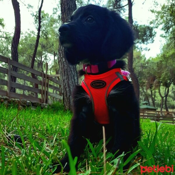 İngiliz Cocker Spaniel, Köpek  Whisky fotoğrafı