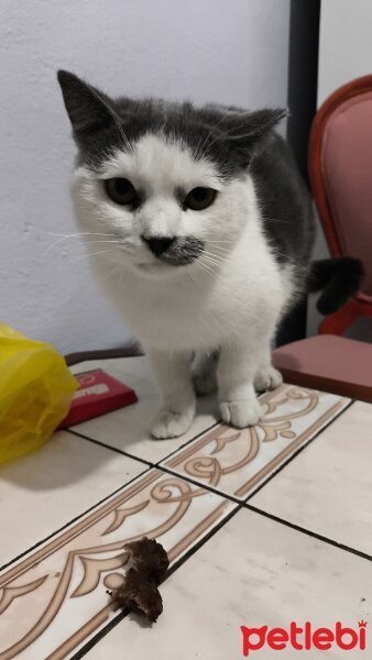 British Longhair, Kedi  Bowser fotoğrafı