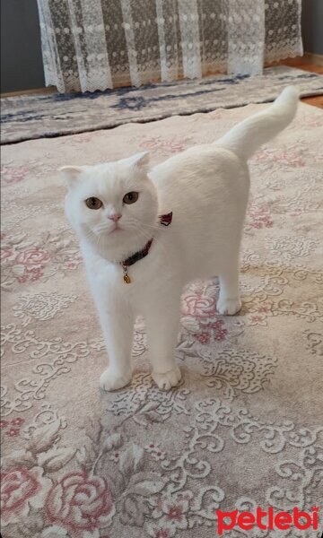 British Shorthair, Kedi  Cico fotoğrafı