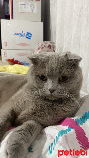 Scottish Fold, Kedi  mila fotoğrafı