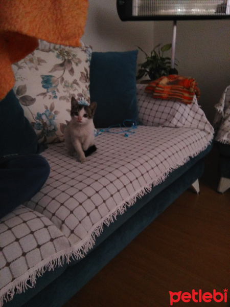 Tekir Kedi, Kedi  Üzüm fotoğrafı