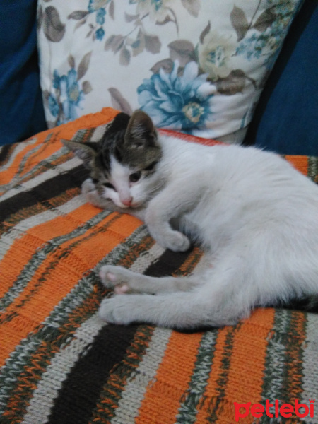 Tekir Kedi, Kedi  Üzüm fotoğrafı
