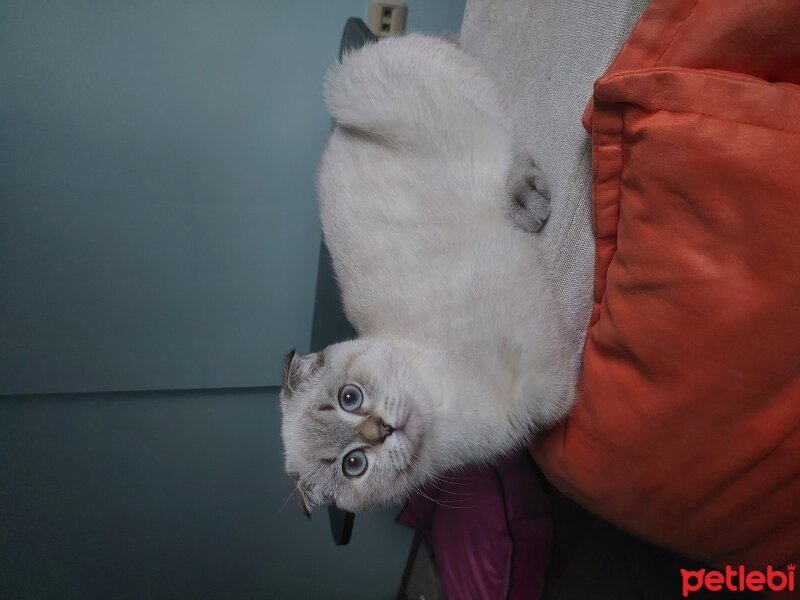 Scottish Fold, Kedi  Pamuk fotoğrafı