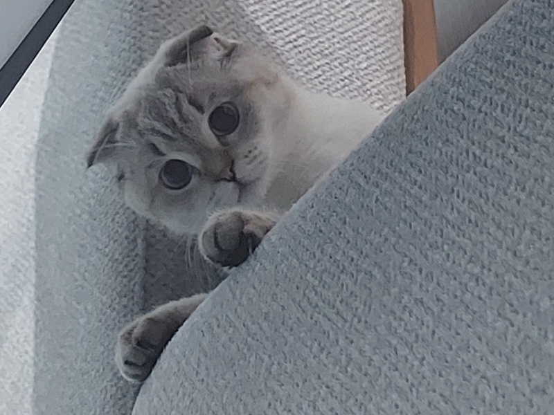 Scottish Fold, Kedi  Pamuk fotoğrafı