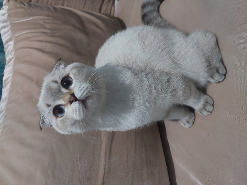 Scottish Fold, Kedi  Pamuk fotoğrafı