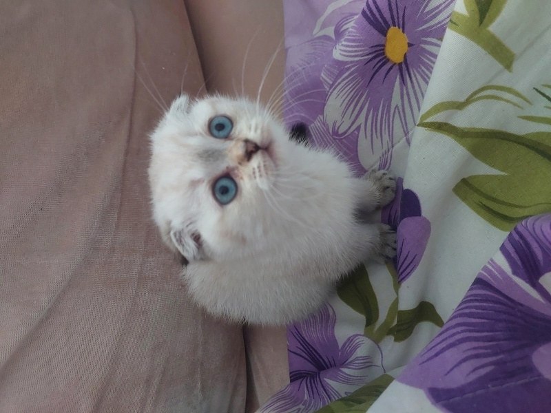 Scottish Fold, Kedi  Pamuk fotoğrafı