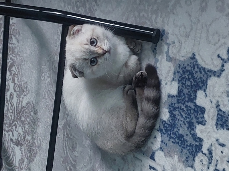 Scottish Fold, Kedi  Pamuk fotoğrafı
