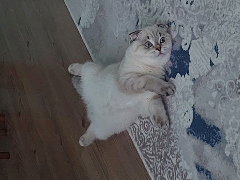 Scottish Fold, Kedi  Pamuk fotoğrafı