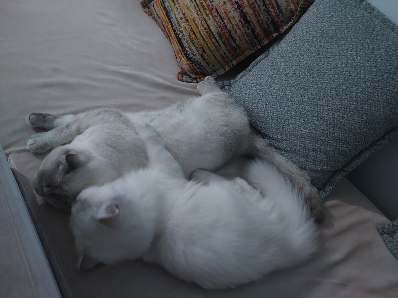 Scottish Fold, Kedi  Pamuk fotoğrafı