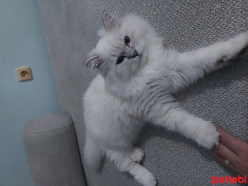 British Longhair, Kedi  Bulut fotoğrafı