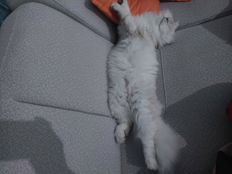 British Longhair, Kedi  Bulut fotoğrafı