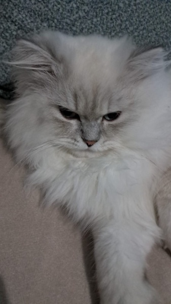 British Longhair, Kedi  Bulut fotoğrafı