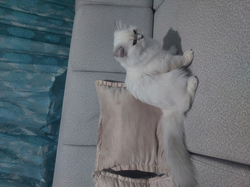 British Longhair, Kedi  Bulut fotoğrafı