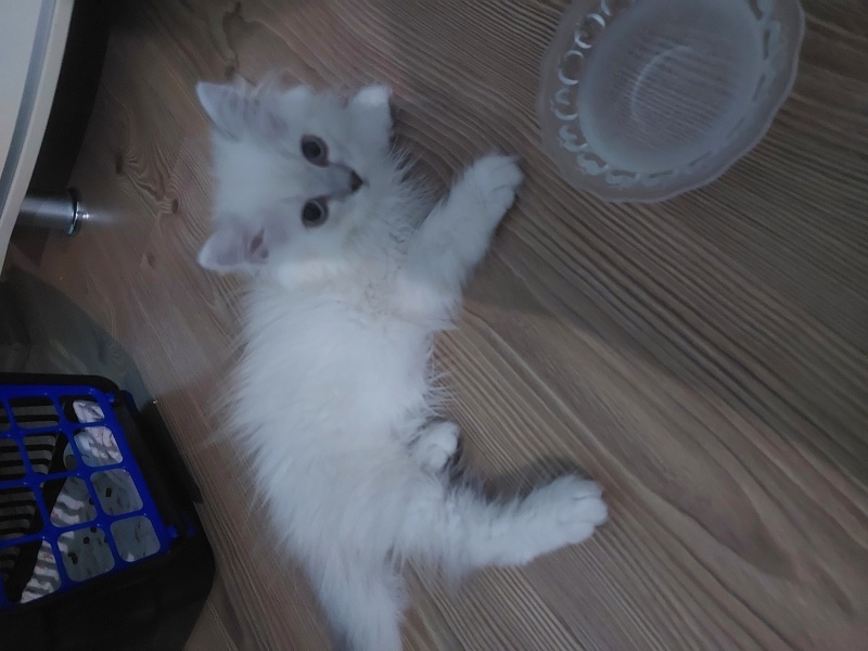British Longhair, Kedi  Bulut fotoğrafı