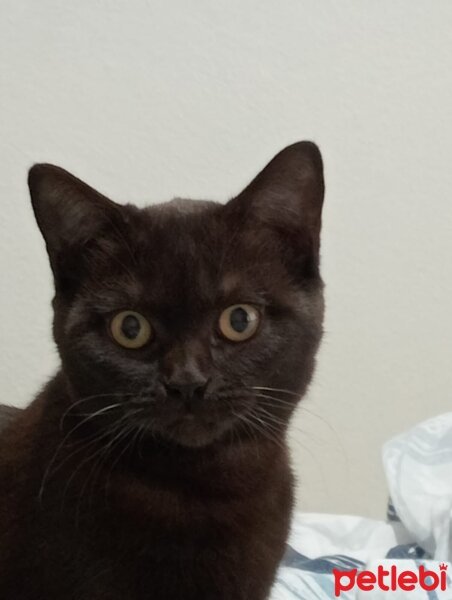 British Shorthair, Kedi  Liya fotoğrafı