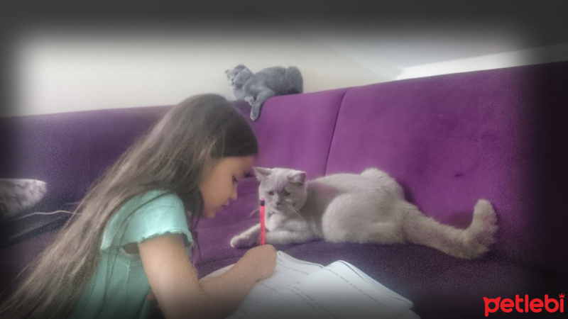 British Shorthair, Kedi  Şila fotoğrafı