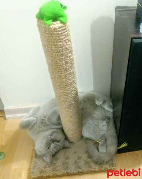 British Shorthair, Kedi  Şila fotoğrafı