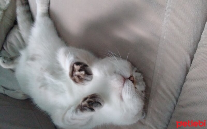 Scottish Fold, Kedi  Pamuk fotoğrafı