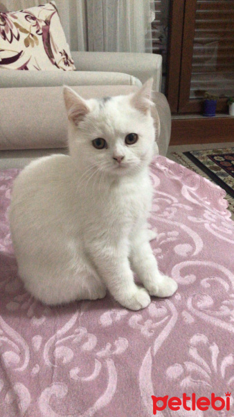 British Shorthair, Kedi  Lina fotoğrafı