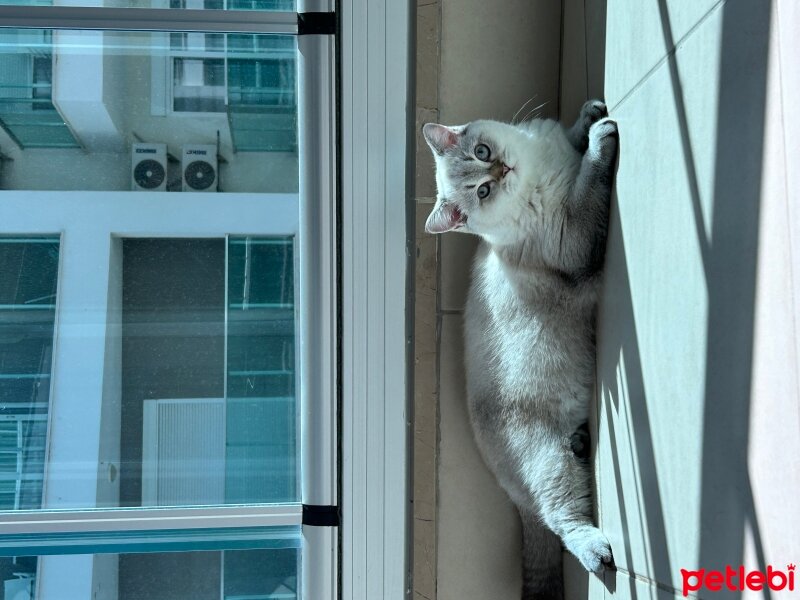 British Shorthair, Kedi  Bulut fotoğrafı