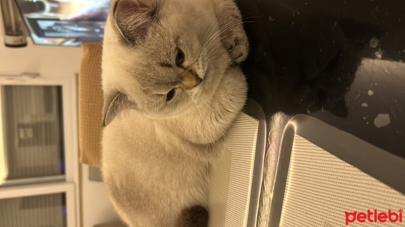 British Shorthair, Kedi  Bulut fotoğrafı