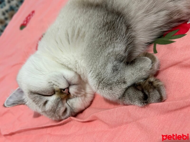 British Shorthair, Kedi  Bulut fotoğrafı