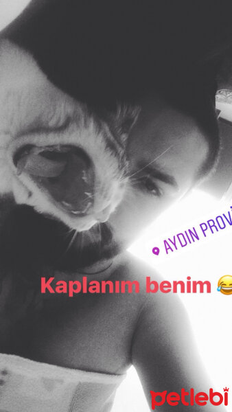 Tekir Kedi, Kedi  Oç fotoğrafı