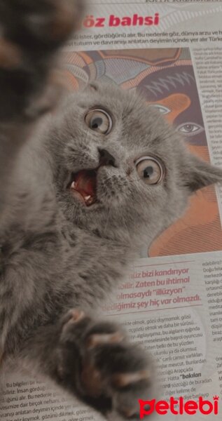 British Shorthair, Kedi  BARLAS fotoğrafı